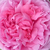 Rózsaszín - Történelmi - portland rózsa - Madame Boll
